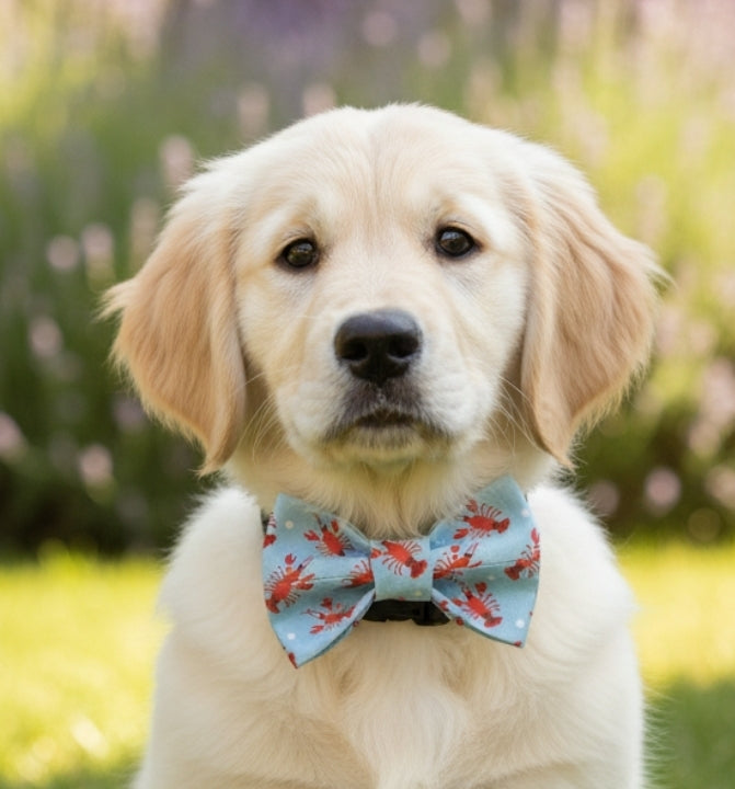 Bow Ties