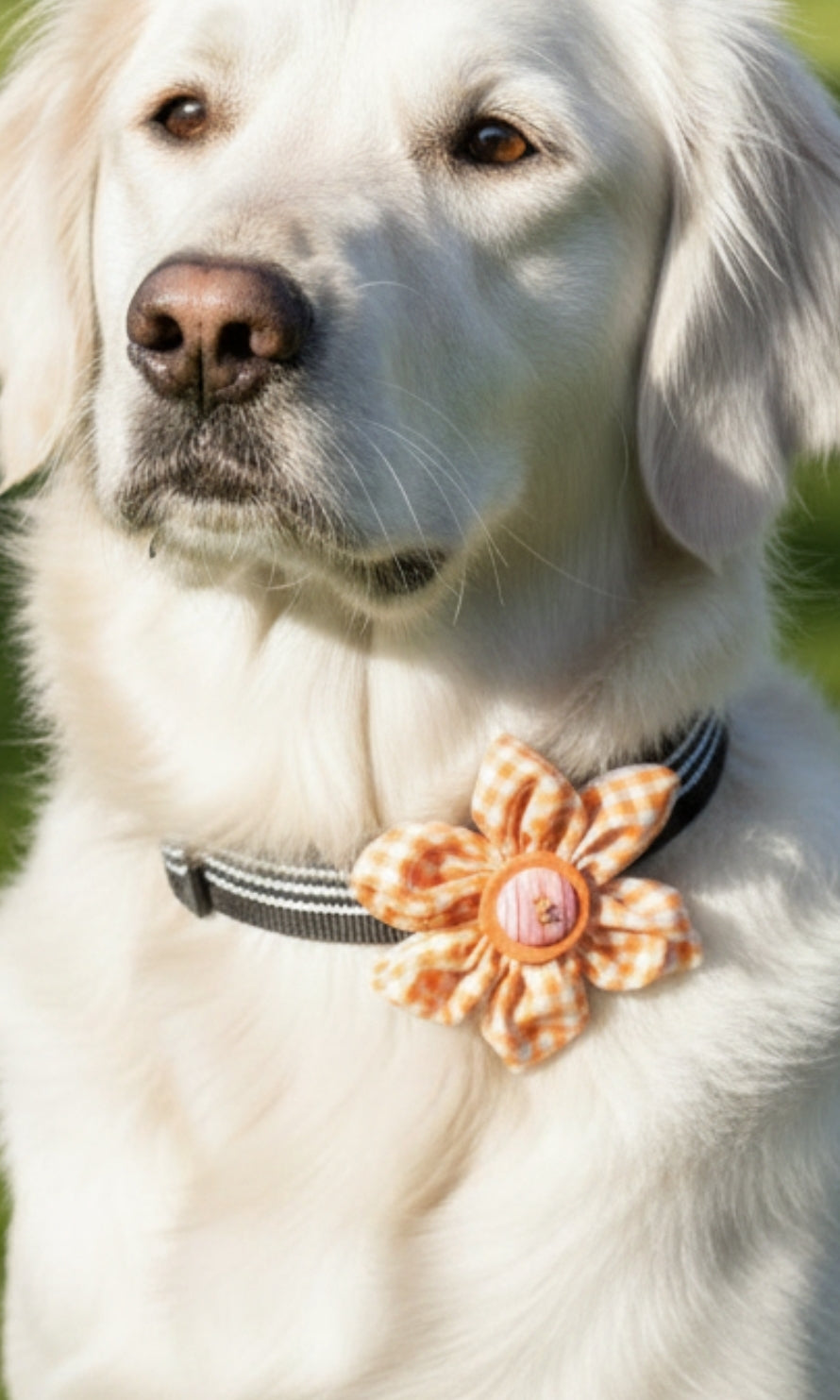 Orange Gingham Collar Flower