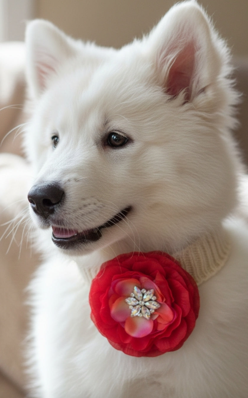 Red Rose Frilly