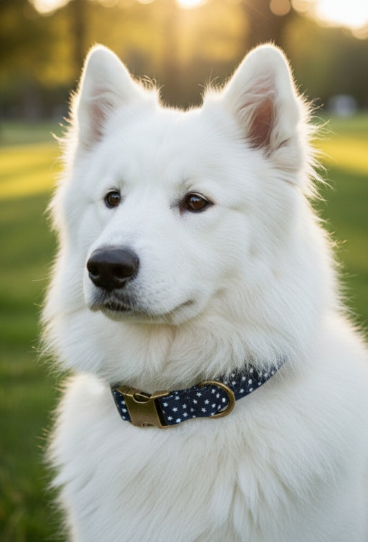 Vintage Stars Pet Collar
