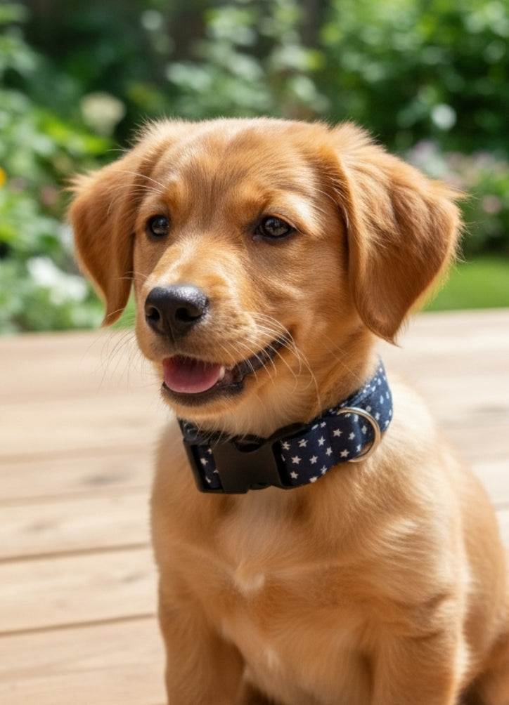 Vintage Stars Pet Collar