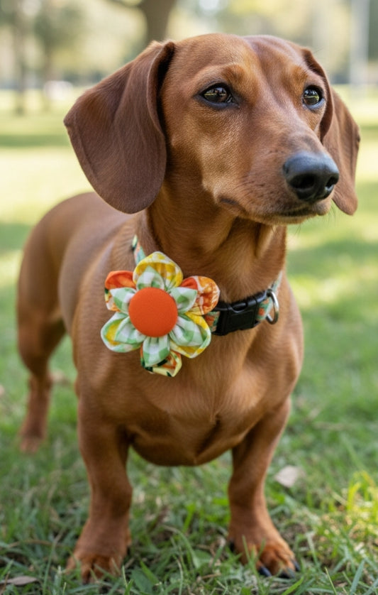 Citrus Dreams Pet Collar Flower